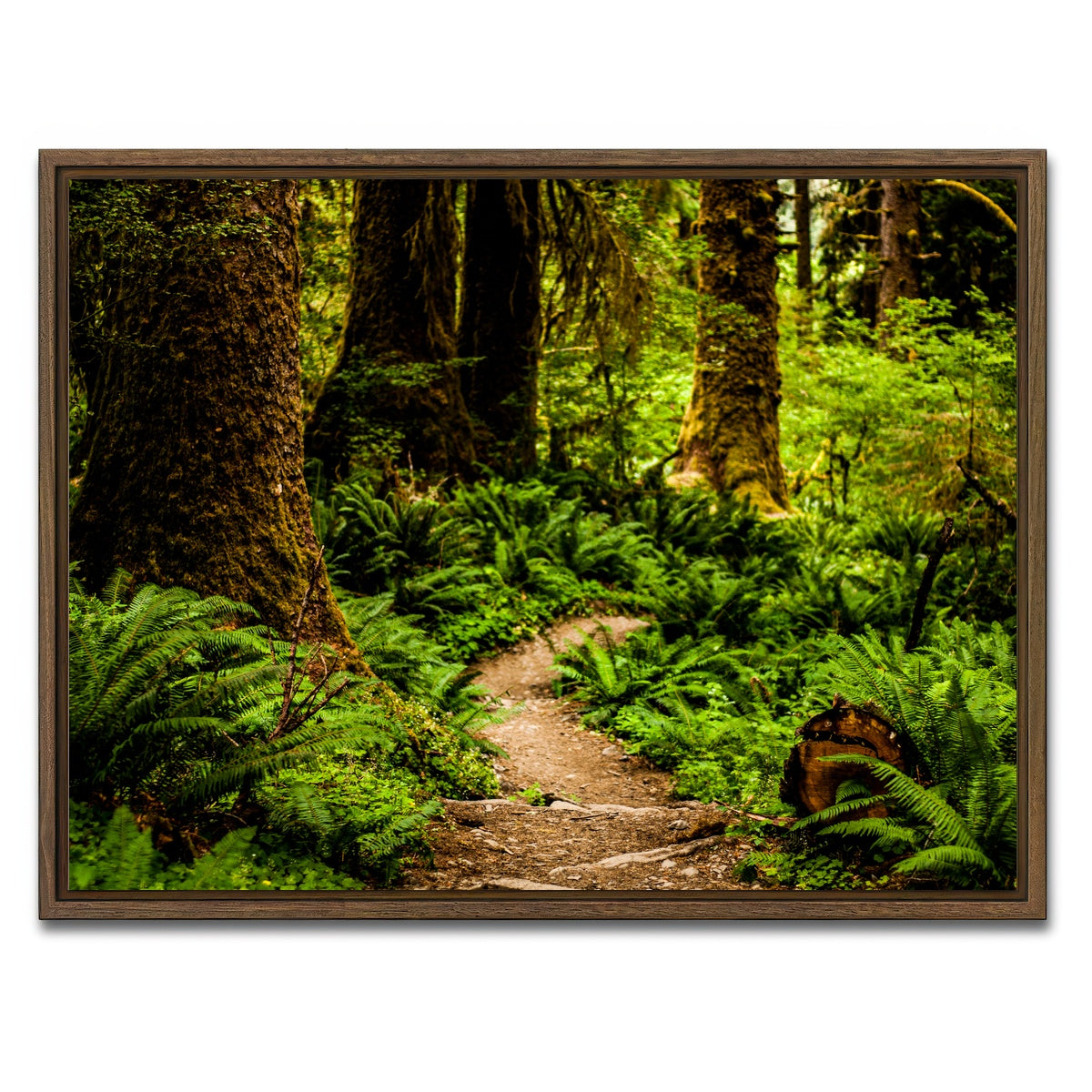 AUTO-MOCKUP WHITE | Hoh Rainforest | 1 Piece | Walnut Framed Canvas | group=4x3