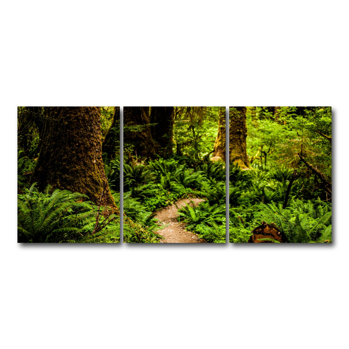 AUTO-MOCKUP WHITE | Hoh Rainforest | 3 Piece | Gallery Wrap Canvas | group=18x24