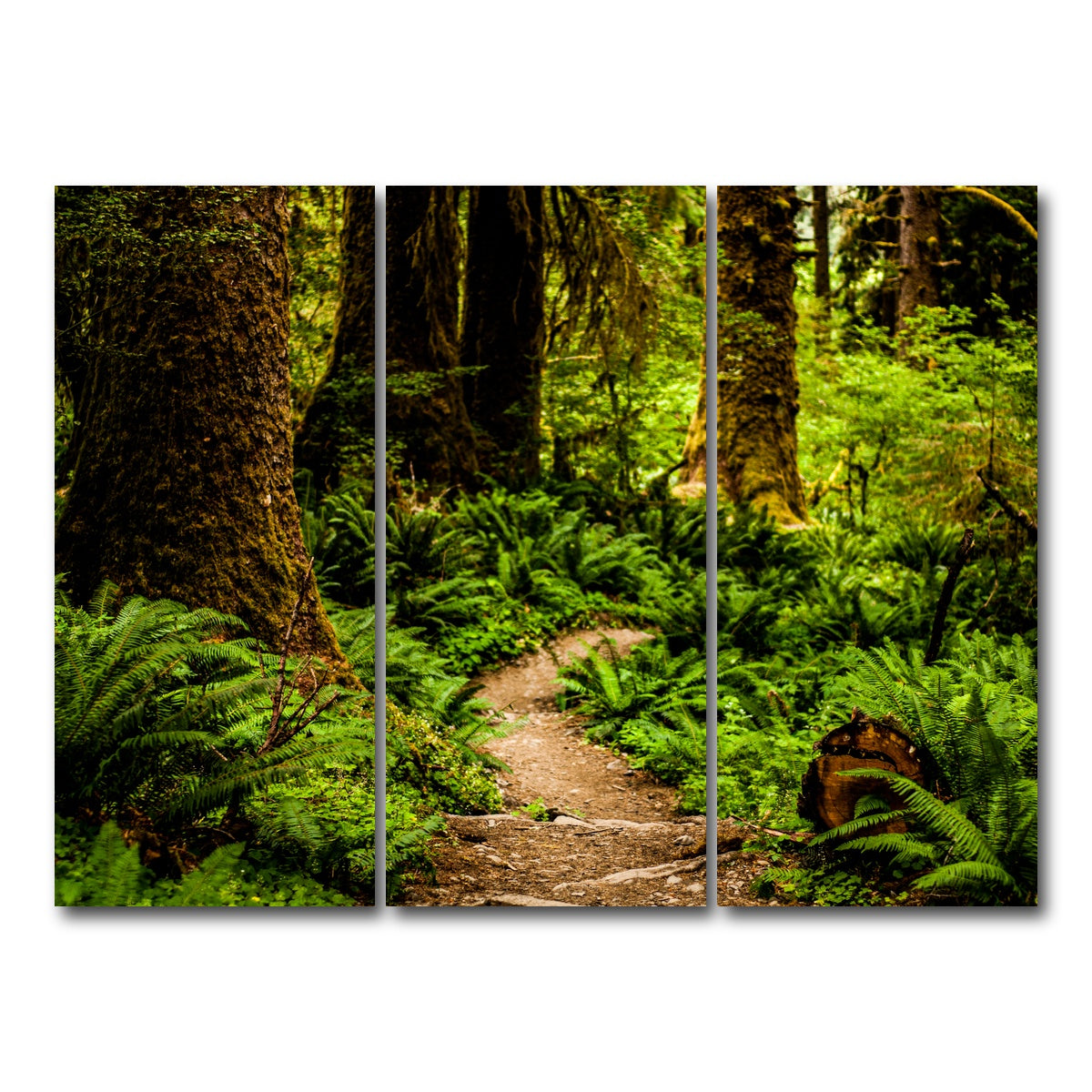 AUTO-MOCKUP WHITE | Hoh Rainforest | 3 Piece | Gallery Wrap Canvas | group=8x18