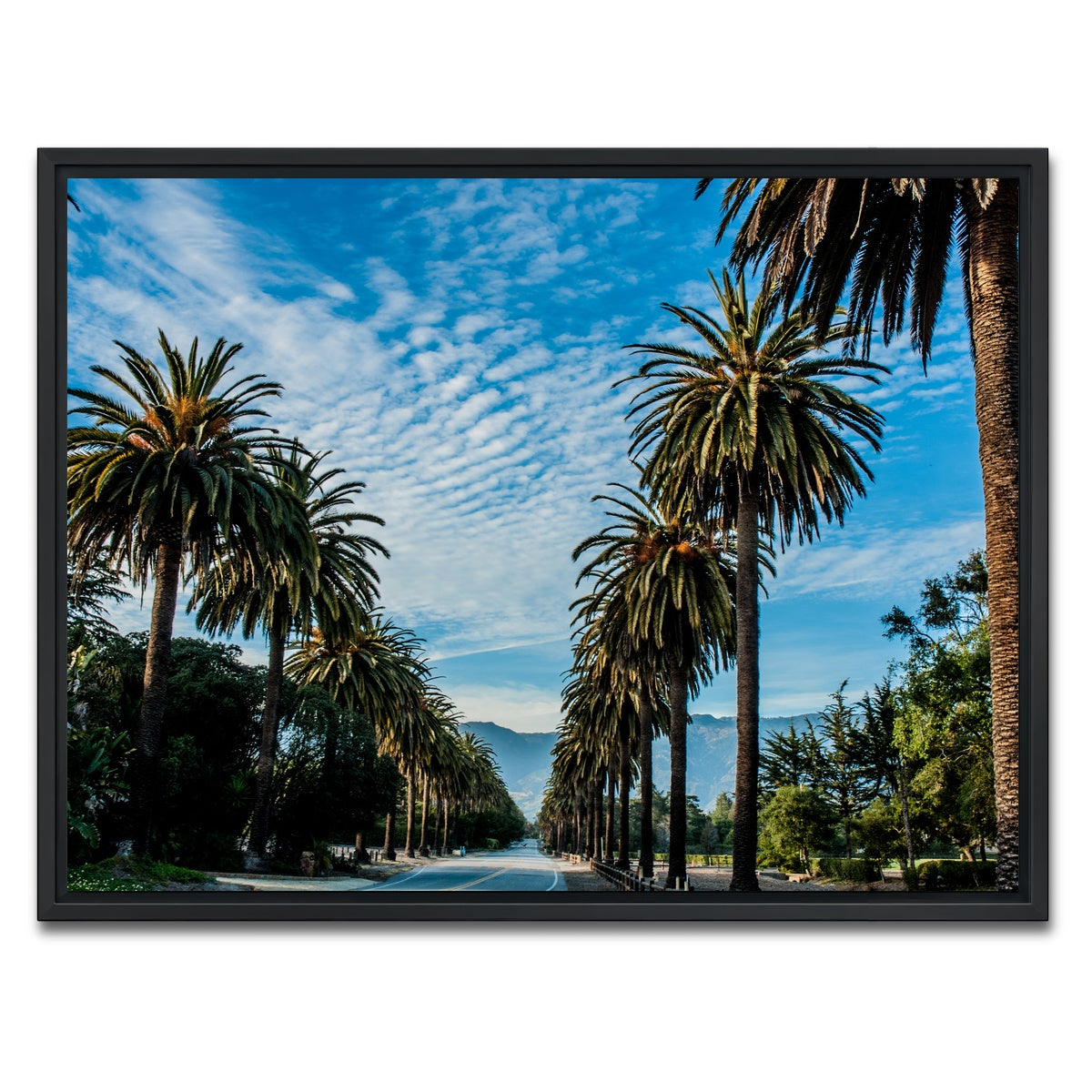 AUTO-MOCKUP WHITE | Hope Ranch Palm Drive | 1 Piece | Black Framed Canvas | group=4x3