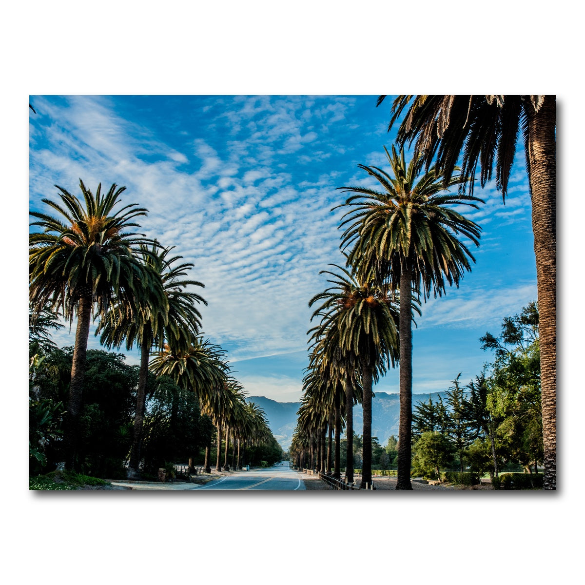 AUTO-MOCKUP WHITE | Hope Ranch Palm Drive | 1 Piece | Gallery Wrap Canvas | group=4x3