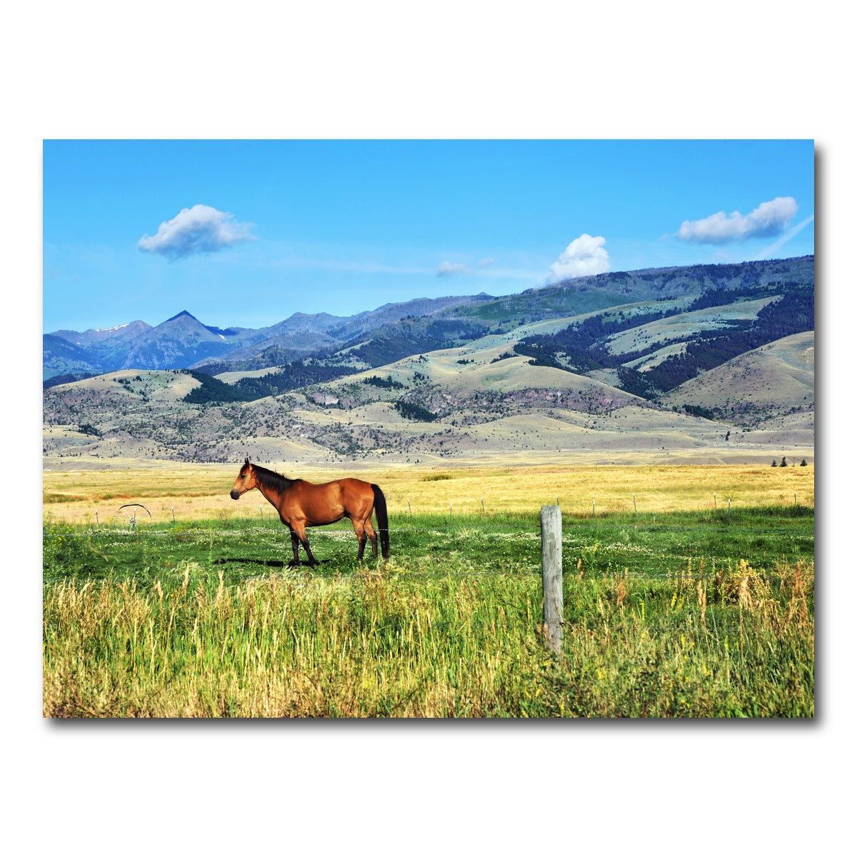 AUTO-MOCKUP WHITE | Horse Grazes in Paradise Valley | 1 Piece | Gallery Wrap Canvas | group=4x3