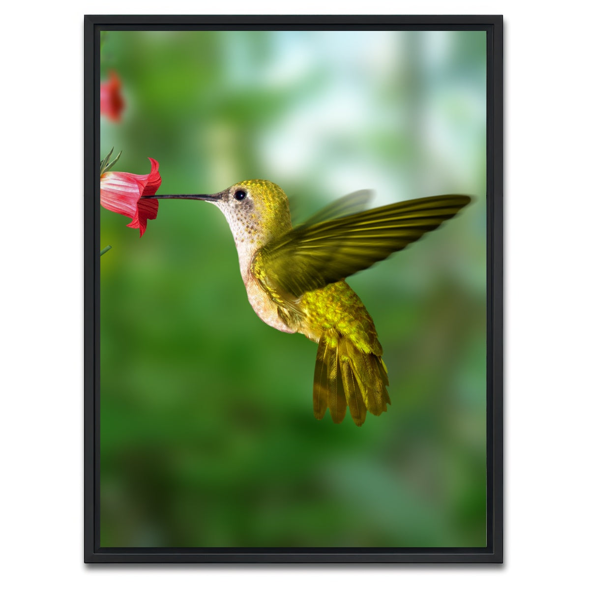 AUTO-MOCKUP WHITE | Hummingbird flying | 1 Piece | Black Framed Canvas | group=3x4