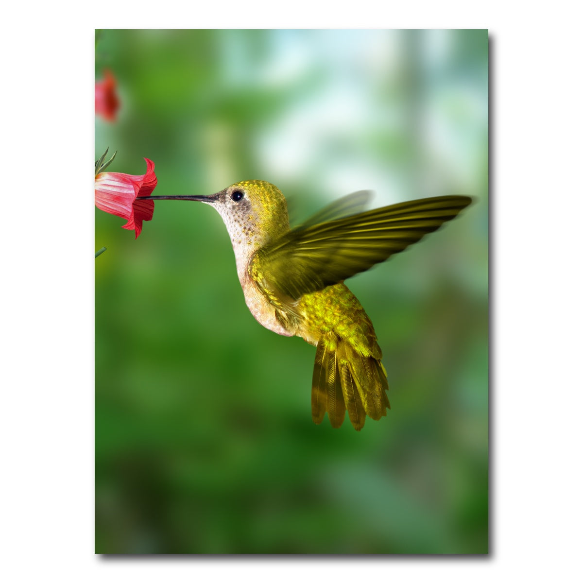 AUTO-MOCKUP WHITE | Hummingbird flying | 1 Piece | Gallery Wrap Canvas | group=3x4
