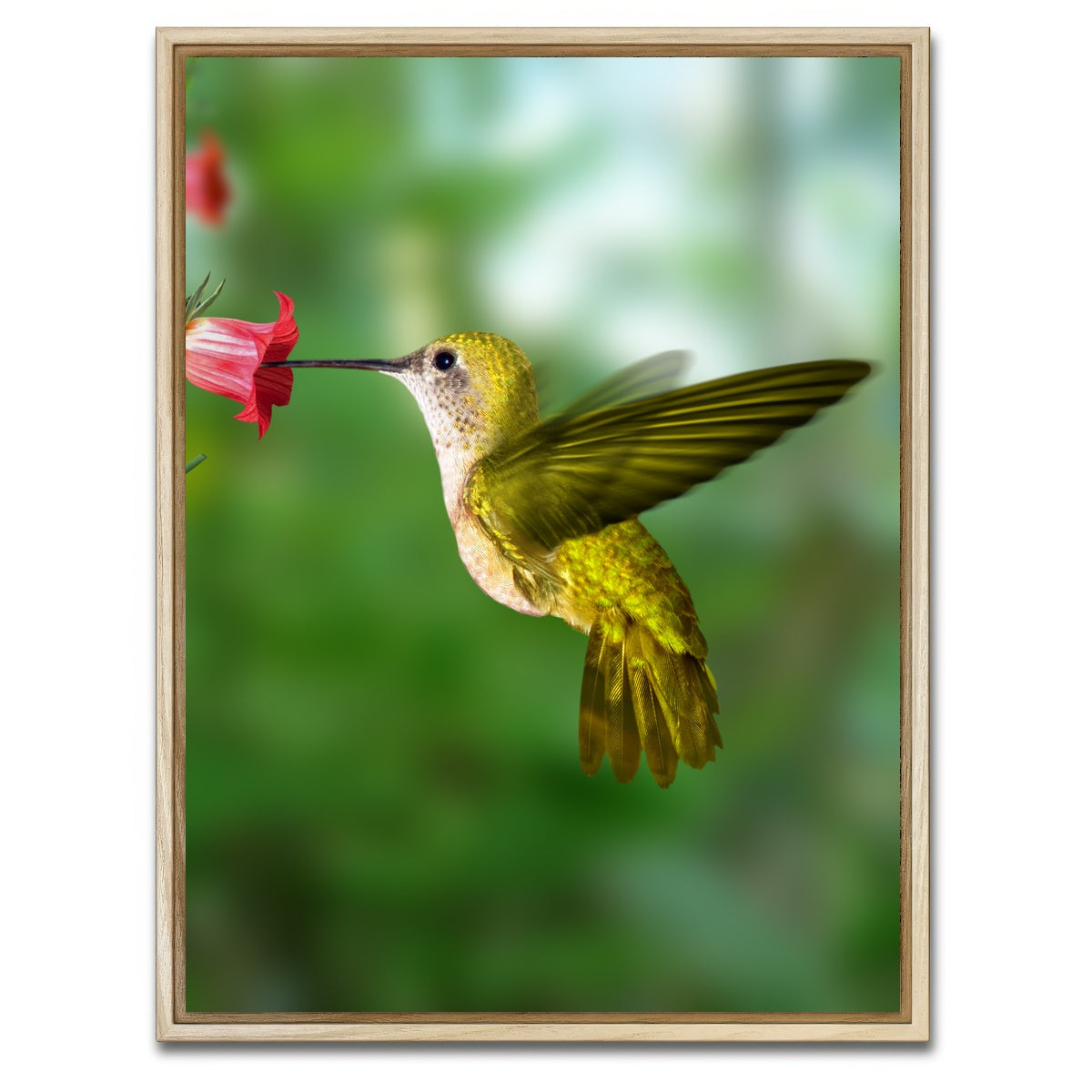 AUTO-MOCKUP WHITE | Hummingbird flying | 1 Piece | Natural Framed Canvas | group=3x4
