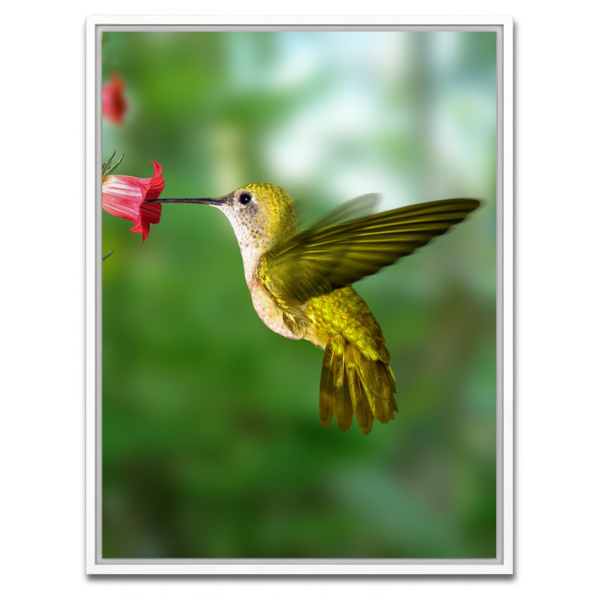 AUTO-MOCKUP WHITE | Hummingbird flying | 1 Piece | White Framed Canvas | group=3x4