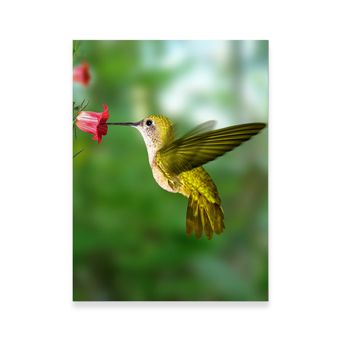 Hummingbird Flying Wall Art