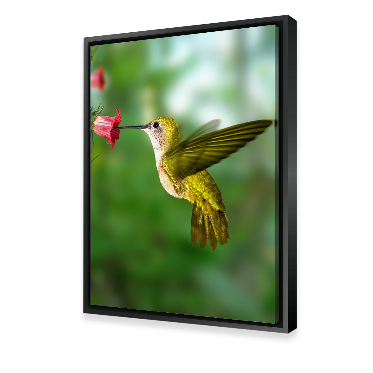 Hummingbird Flying Wall Art