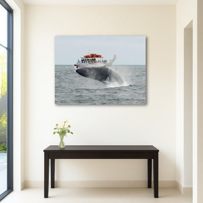 AUTO-MOCKUP ROOM | Humpback - Cape Cod