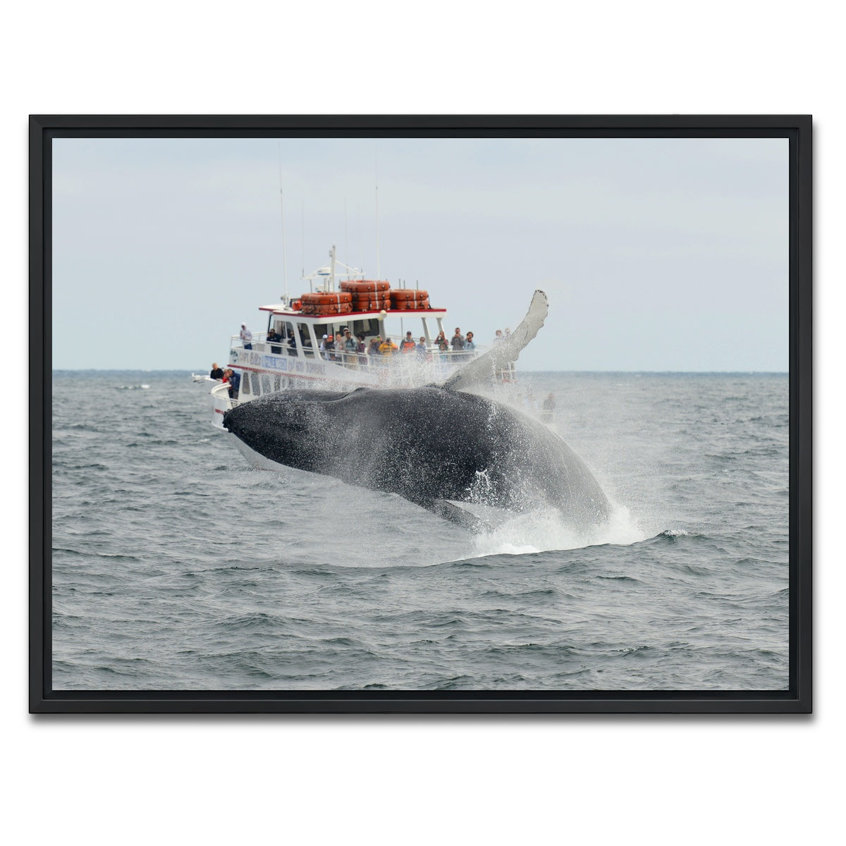 AUTO-MOCKUP WHITE | Humpback - Cape Cod | 1 Piece | Black Framed Canvas | group=4x3