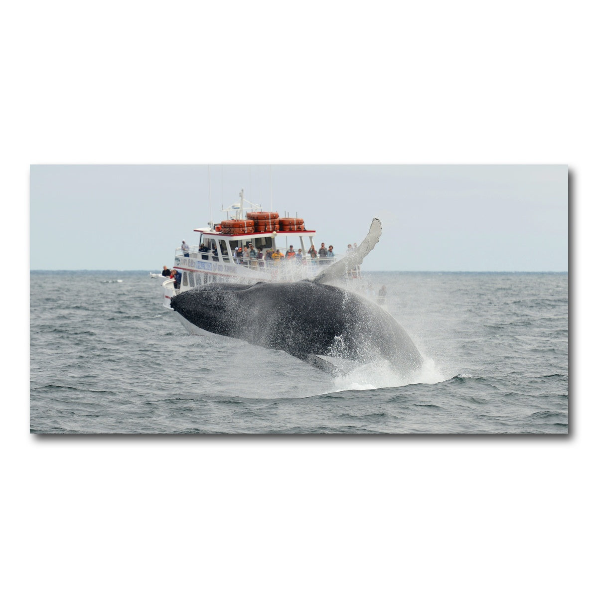 AUTO-MOCKUP WHITE | Humpback - Cape Cod | 1 Piece | Gallery Wrap Canvas | group=2x1