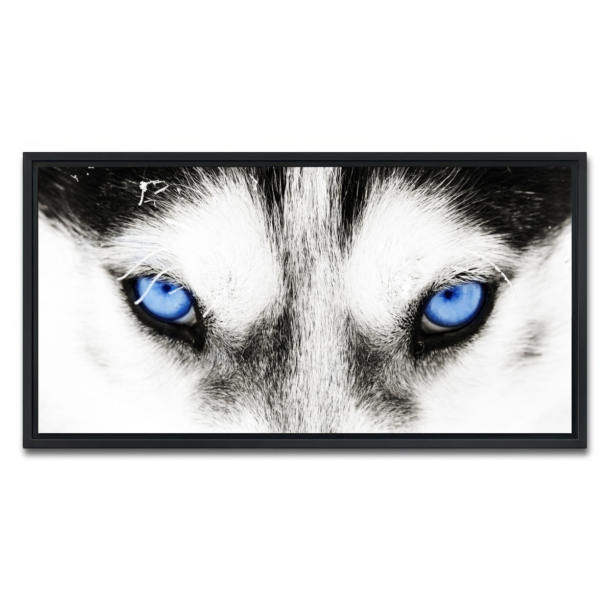 AUTO-MOCKUP WHITE | Husky Blue Eyes | 1 Piece | Black Framed Canvas | group=2x1