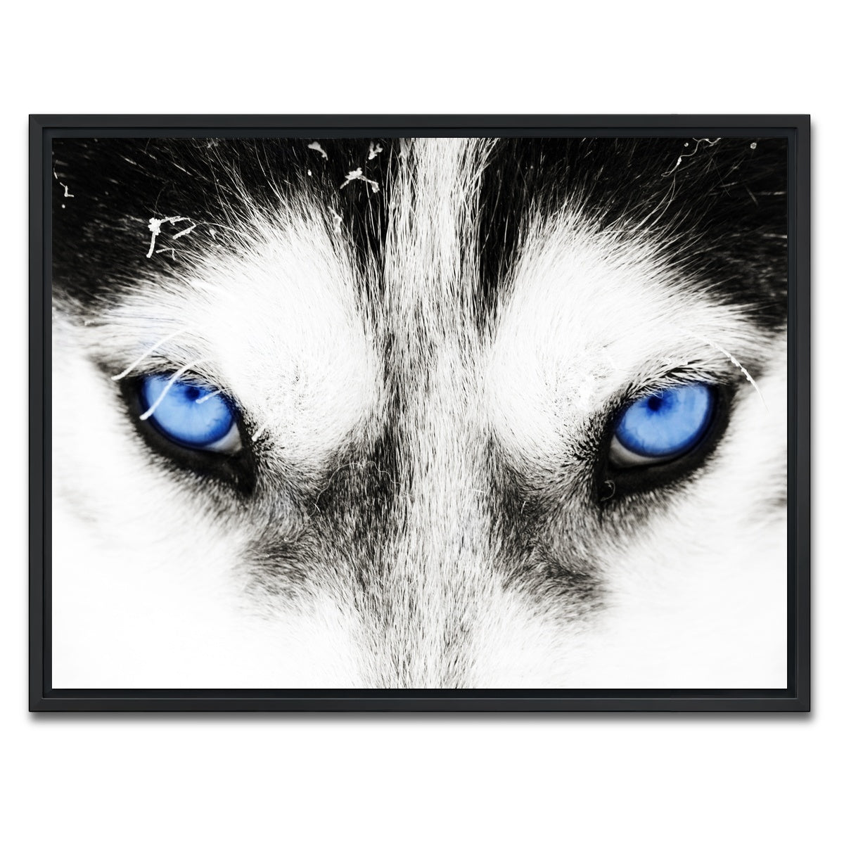 AUTO-MOCKUP WHITE | Husky Blue Eyes | 1 Piece | Black Framed Canvas | group=4x3