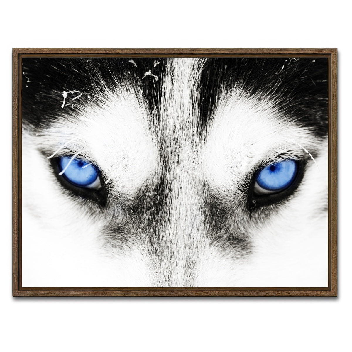 AUTO-MOCKUP WHITE | Husky Blue Eyes | 1 Piece | Walnut Framed Canvas | group=4x3