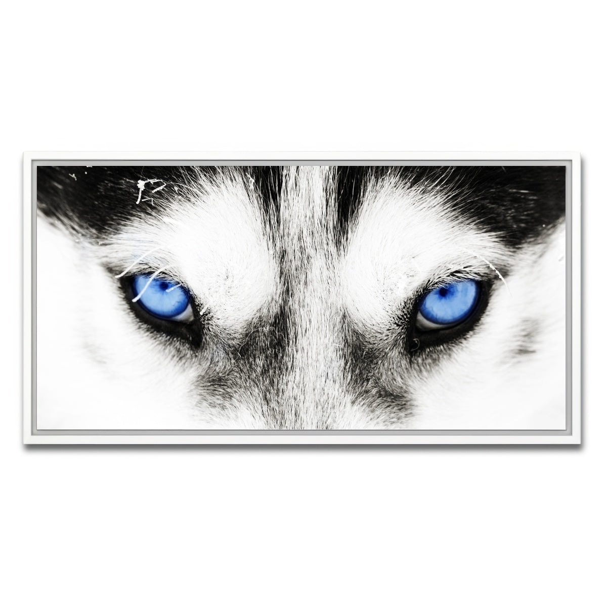 AUTO-MOCKUP WHITE | Husky Blue Eyes | 1 Piece | White Framed Canvas | group=2x1