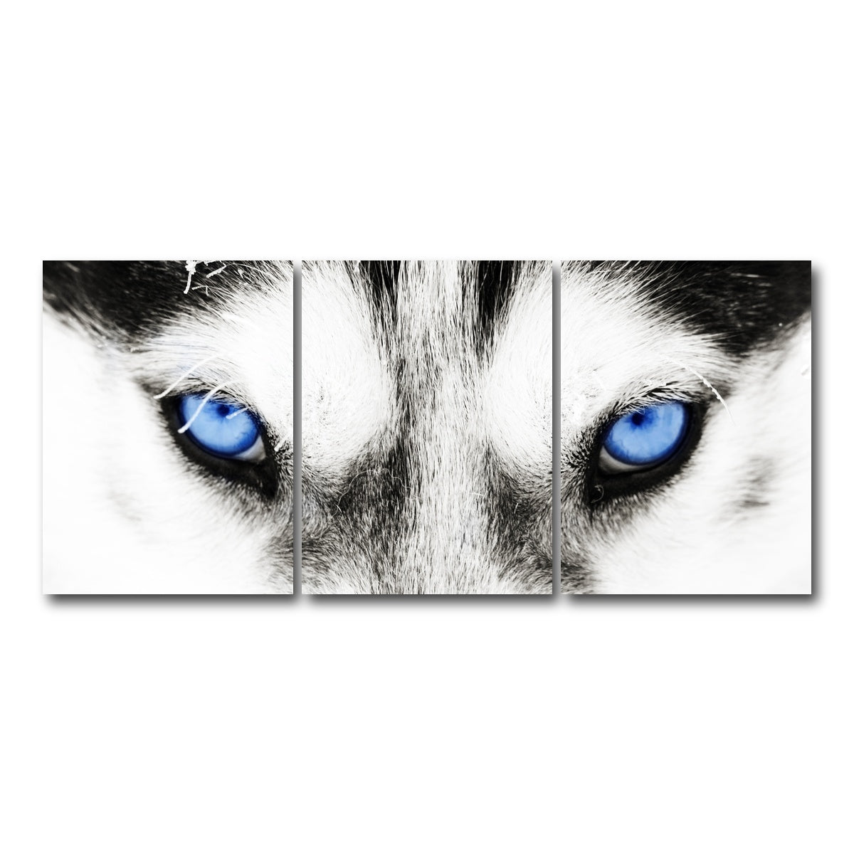 AUTO-MOCKUP WHITE | Husky Blue Eyes | 3 Piece | Gallery Wrap Canvas | group=18x24