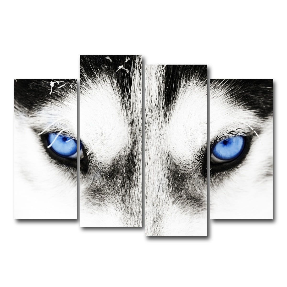 AUTO-MOCKUP WHITE | Husky Blue Eyes | 4 Piece | Gallery Wrap Canvas | group=4_normal