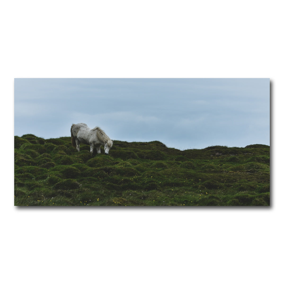 AUTO-MOCKUP WHITE | Icelandic Horse | 1 Piece | Gallery Wrap Canvas | group=2x1