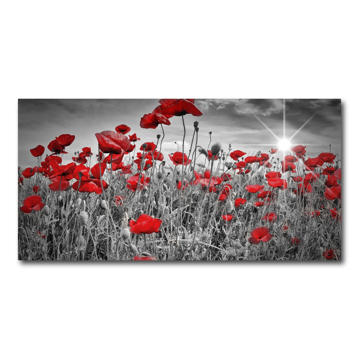 AUTO-MOCKUP WHITE | Idyllic Field of Poppies with Sun | 1 Piece | Gallery Wrap Canvas | group=2x1