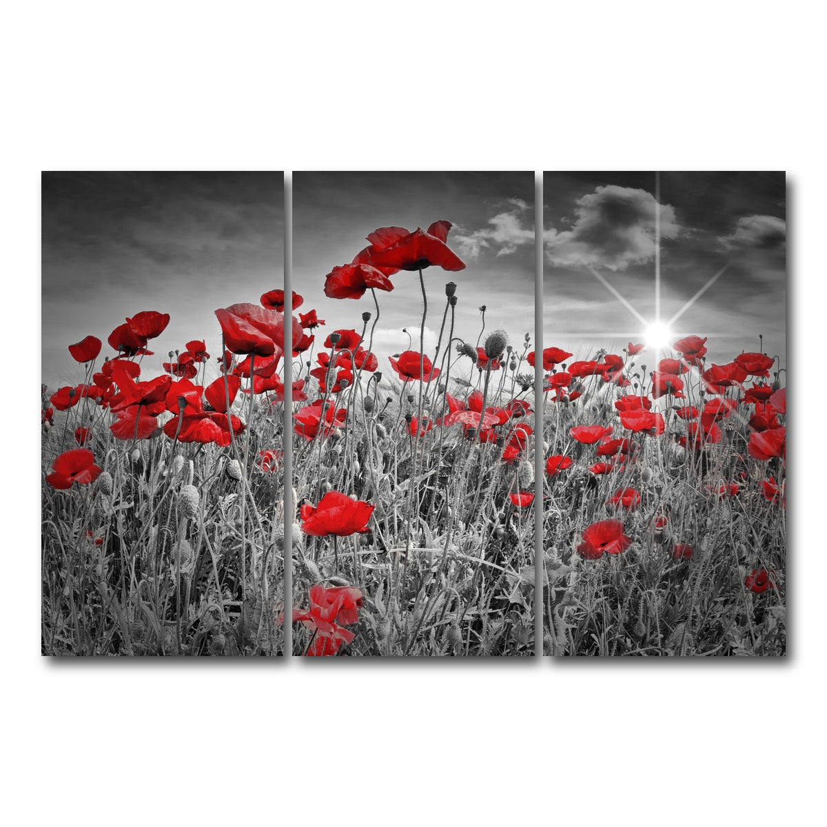 AUTO-MOCKUP WHITE | Idyllic Field of Poppies with Sun | 3 Piece | Gallery Wrap Canvas | group=12x24