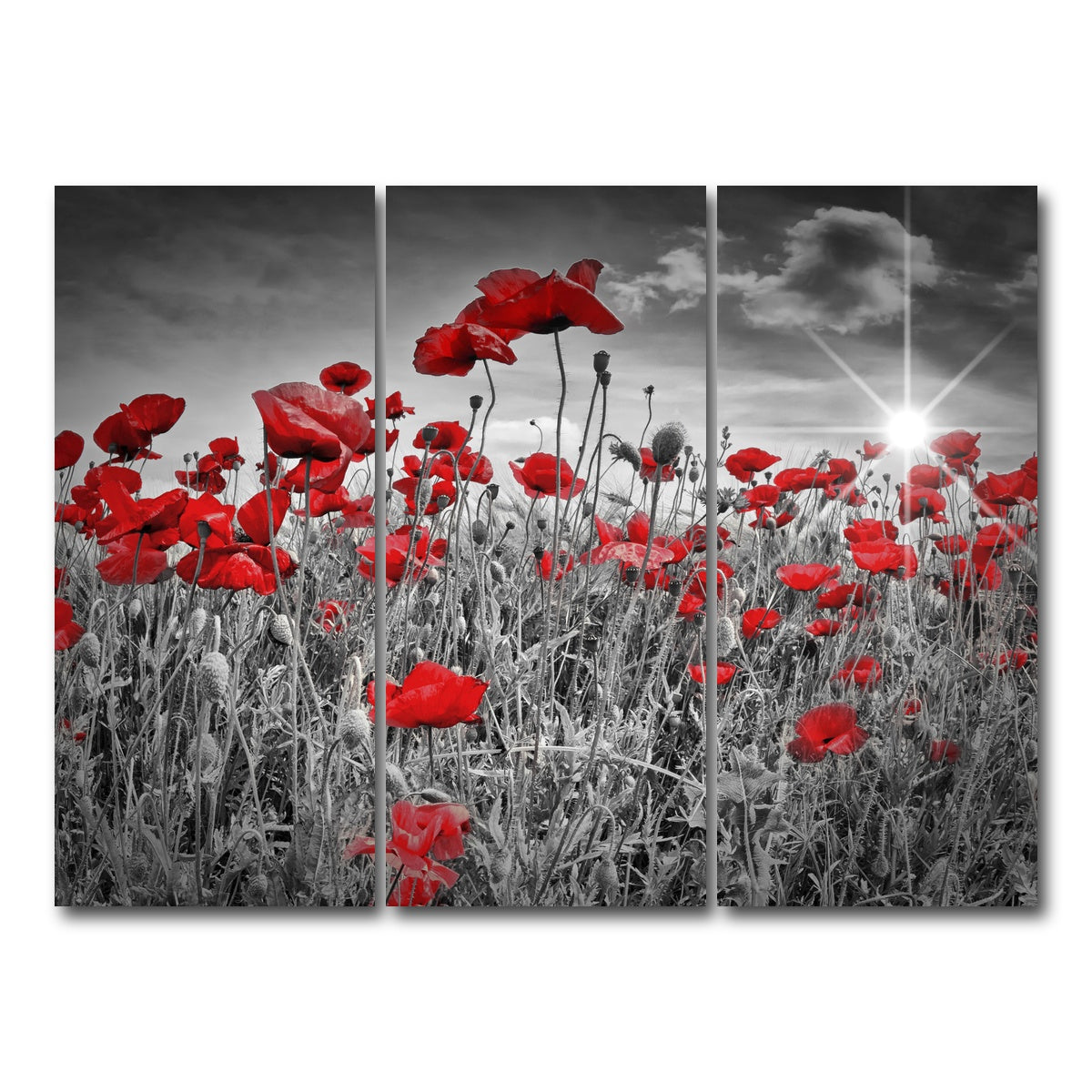AUTO-MOCKUP WHITE | Idyllic Field of Poppies with Sun | 3 Piece | Gallery Wrap Canvas | group=8x18