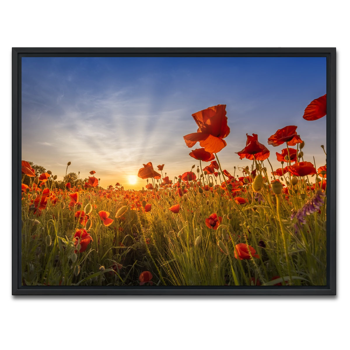 AUTO-MOCKUP WHITE | Idyllic sunset in a field of poppies | 1 Piece | Black Framed Canvas | group=4x3