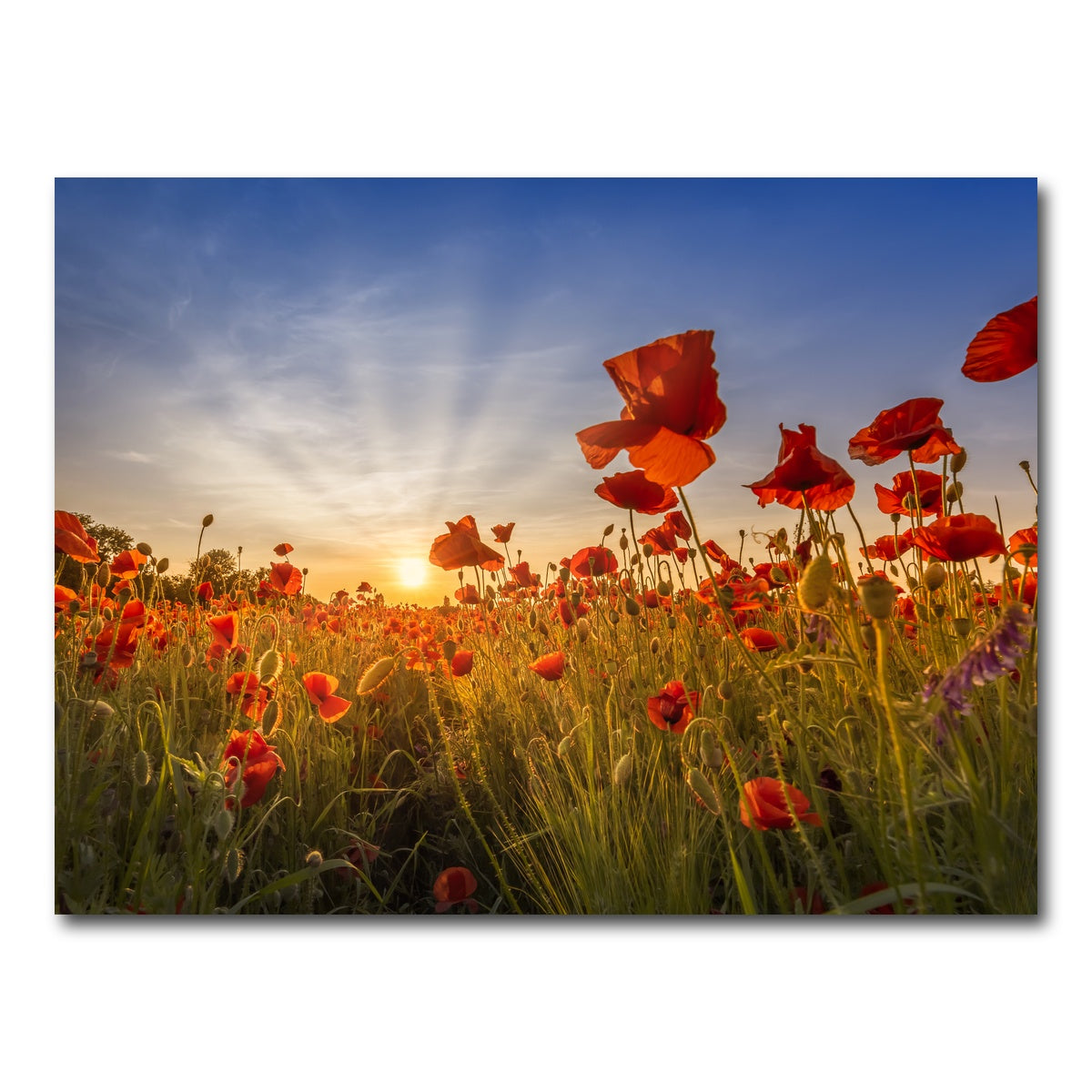 AUTO-MOCKUP WHITE | Idyllic sunset in a field of poppies | 1 Piece | Gallery Wrap Canvas | group=4x3