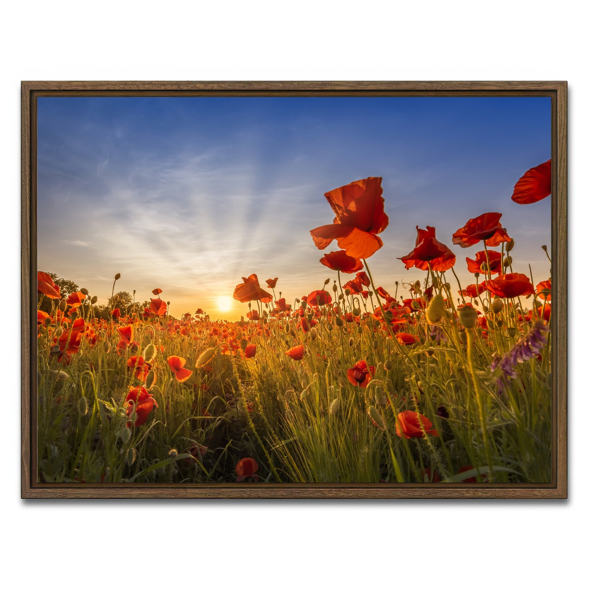 AUTO-MOCKUP WHITE | Idyllic sunset in a field of poppies | 1 Piece | Walnut Framed Canvas | group=4x3