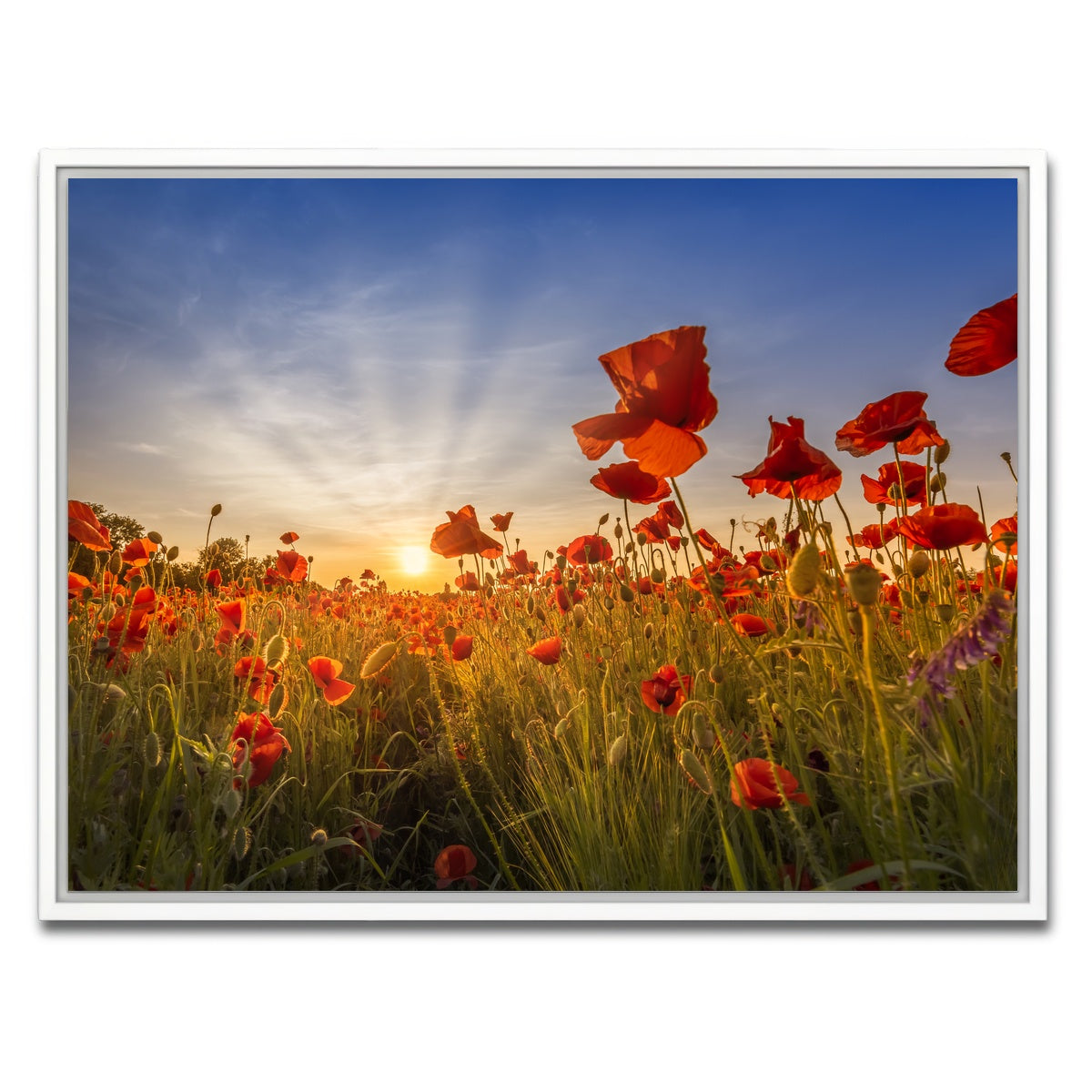 AUTO-MOCKUP WHITE | Idyllic sunset in a field of poppies | 1 Piece | White Framed Canvas | group=4x3