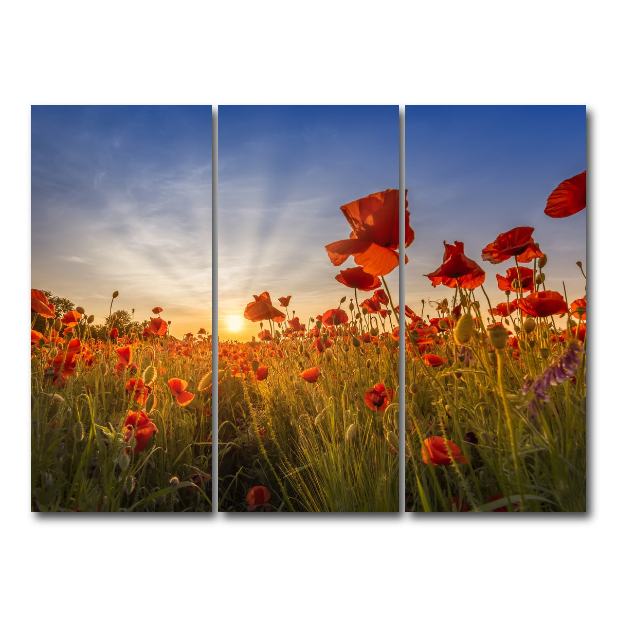 AUTO-MOCKUP WHITE | Idyllic sunset in a field of poppies | 3 Piece | Gallery Wrap Canvas | group=8x18