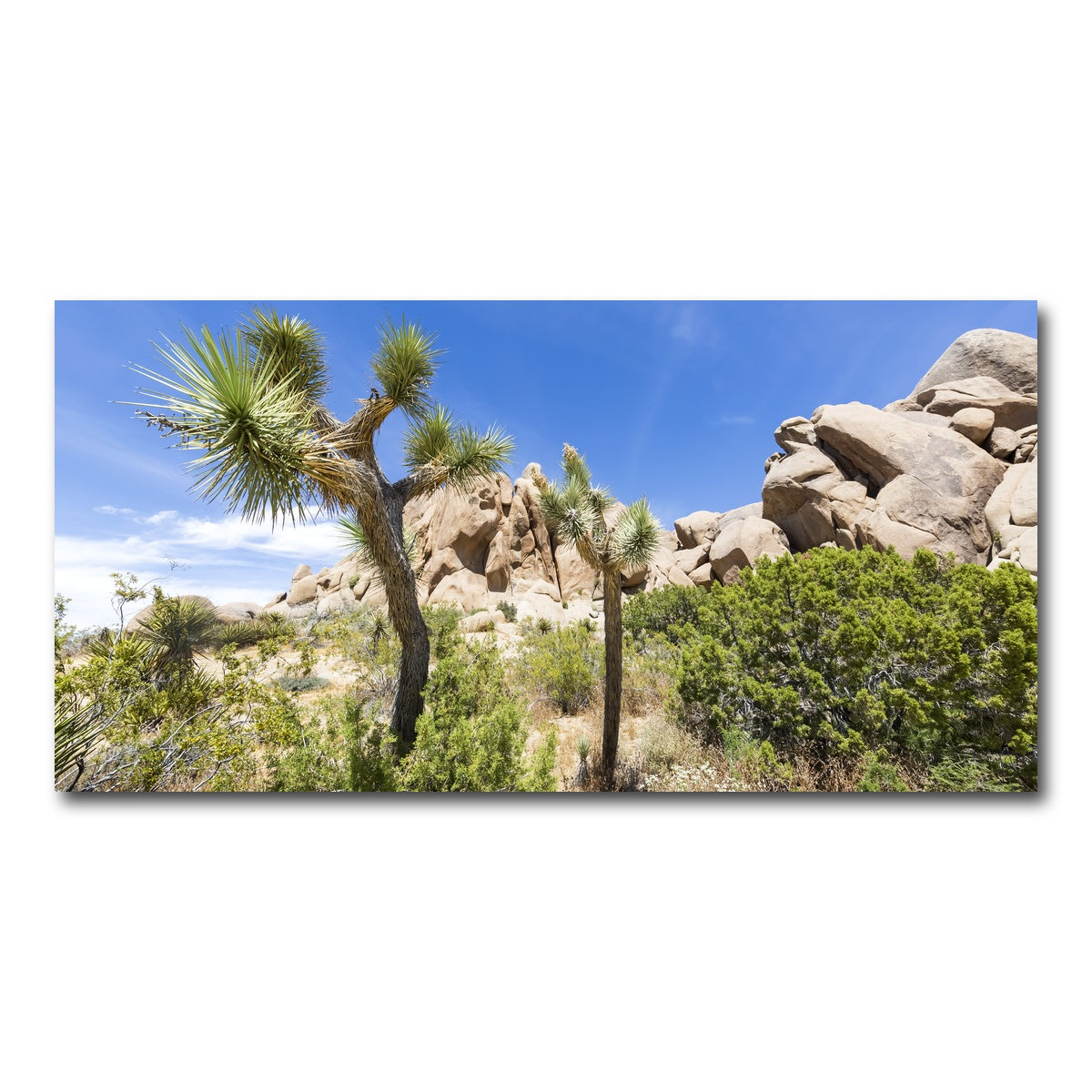 AUTO-MOCKUP WHITE | Impression from Joshua Tree National Park | 1 Piece | Gallery Wrap Canvas | group=2x1