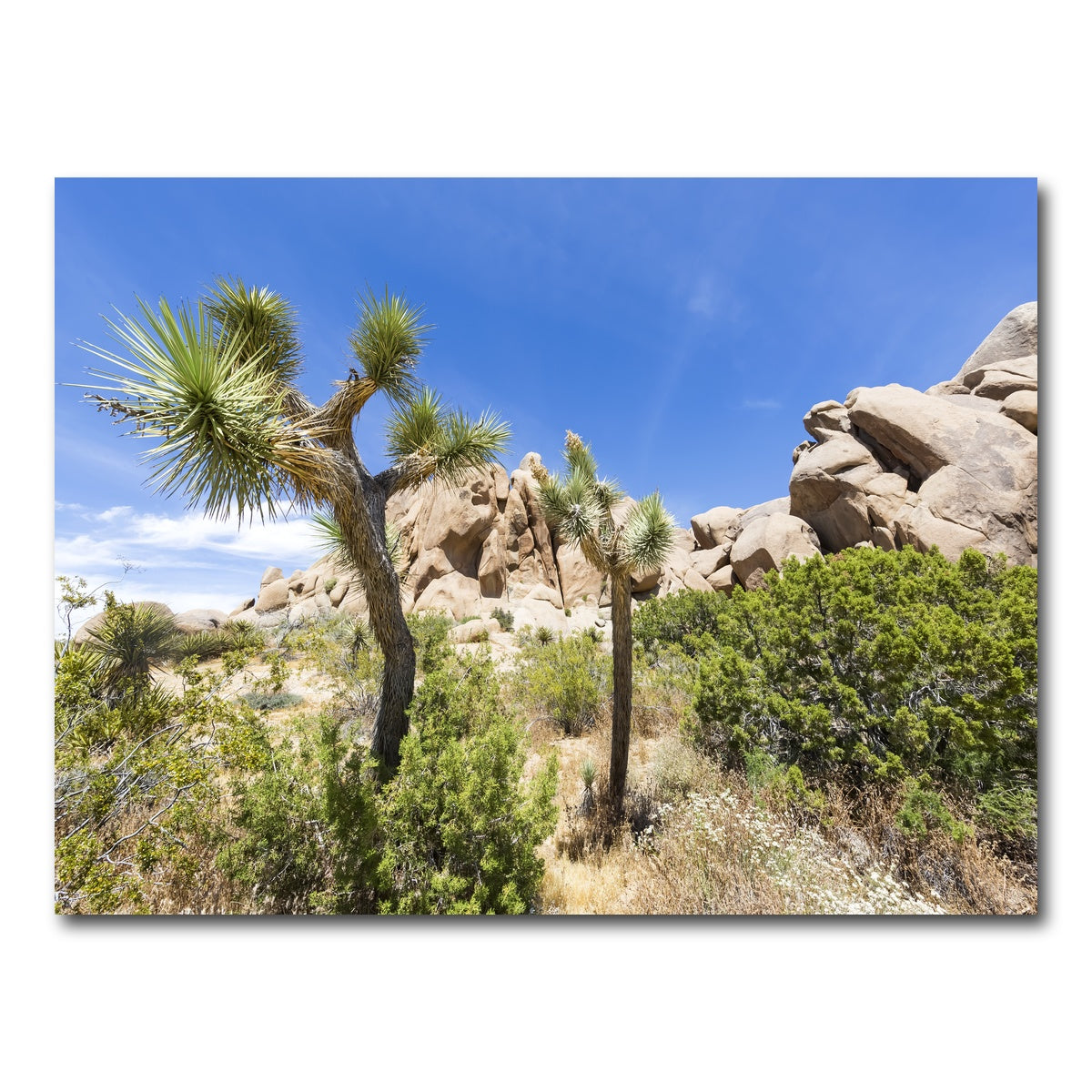 AUTO-MOCKUP WHITE | Impression from Joshua Tree National Park | 1 Piece | Gallery Wrap Canvas | group=4x3