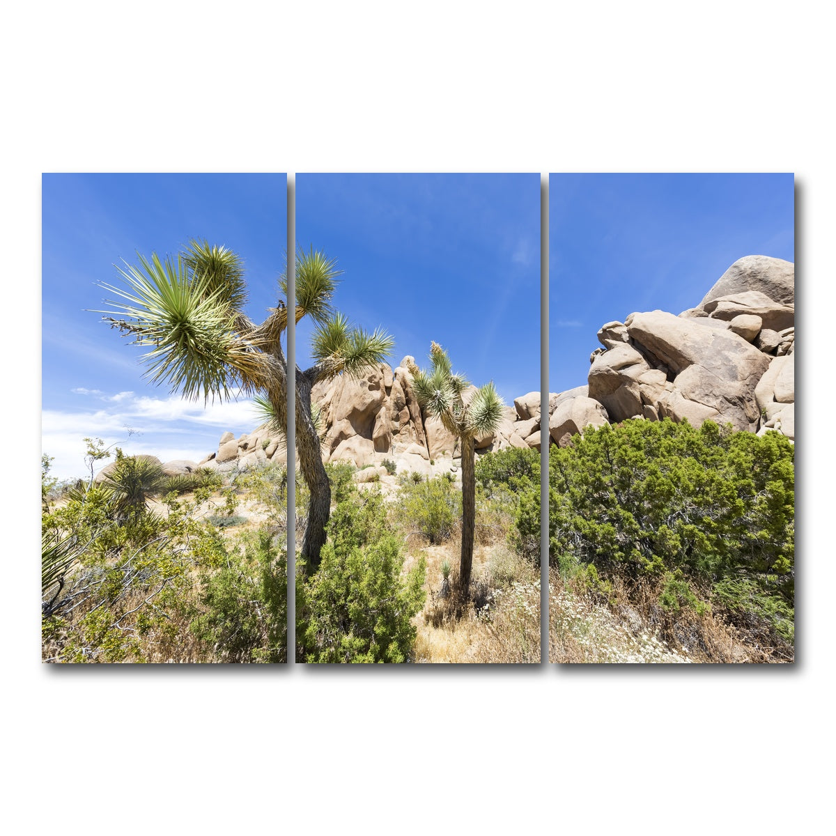 AUTO-MOCKUP WHITE | Impression from Joshua Tree National Park | 3 Piece | Gallery Wrap Canvas | group=12x24