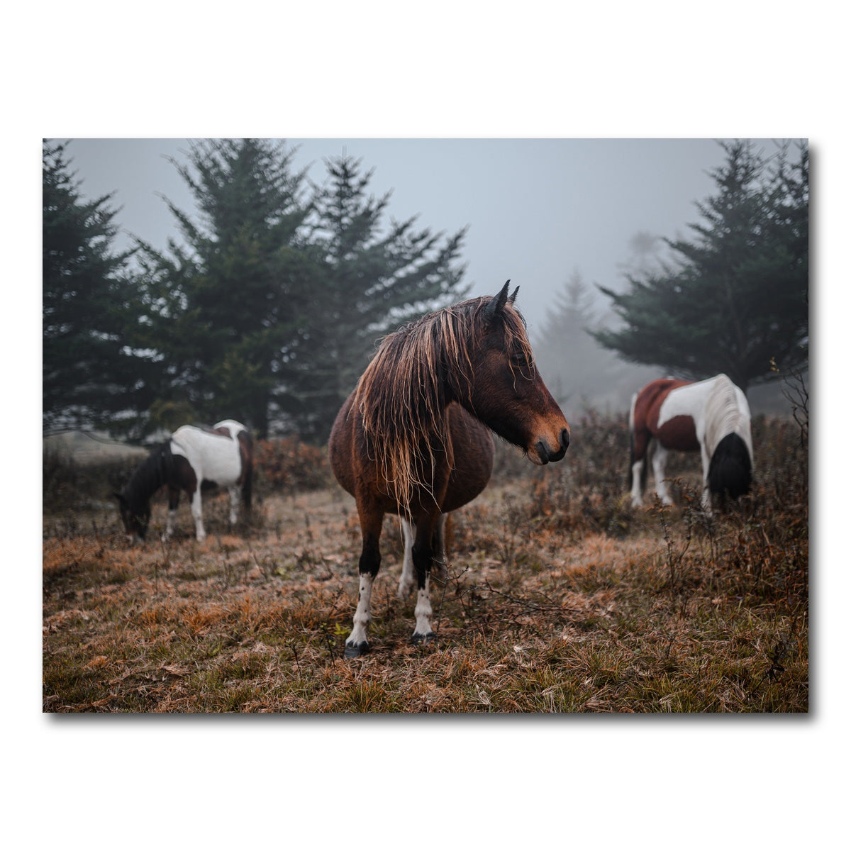 AUTO-MOCKUP WHITE | In the Wild | 1 Piece | Gallery Wrap Canvas | group=4x3