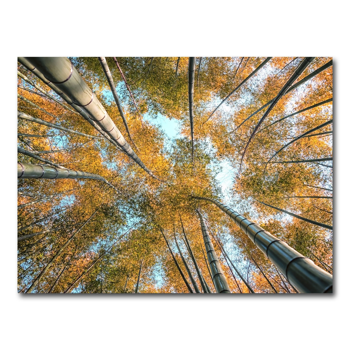 AUTO-MOCKUP WHITE | Into The Grove | 1 Piece | Gallery Wrap Canvas | group=4x3