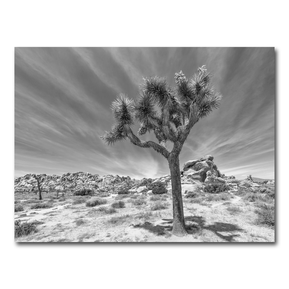 AUTO-MOCKUP WHITE | Joshua Tree National Park Inspirational Monochrome | 1 Piece | Gallery Wrap Canvas | group=4x3
