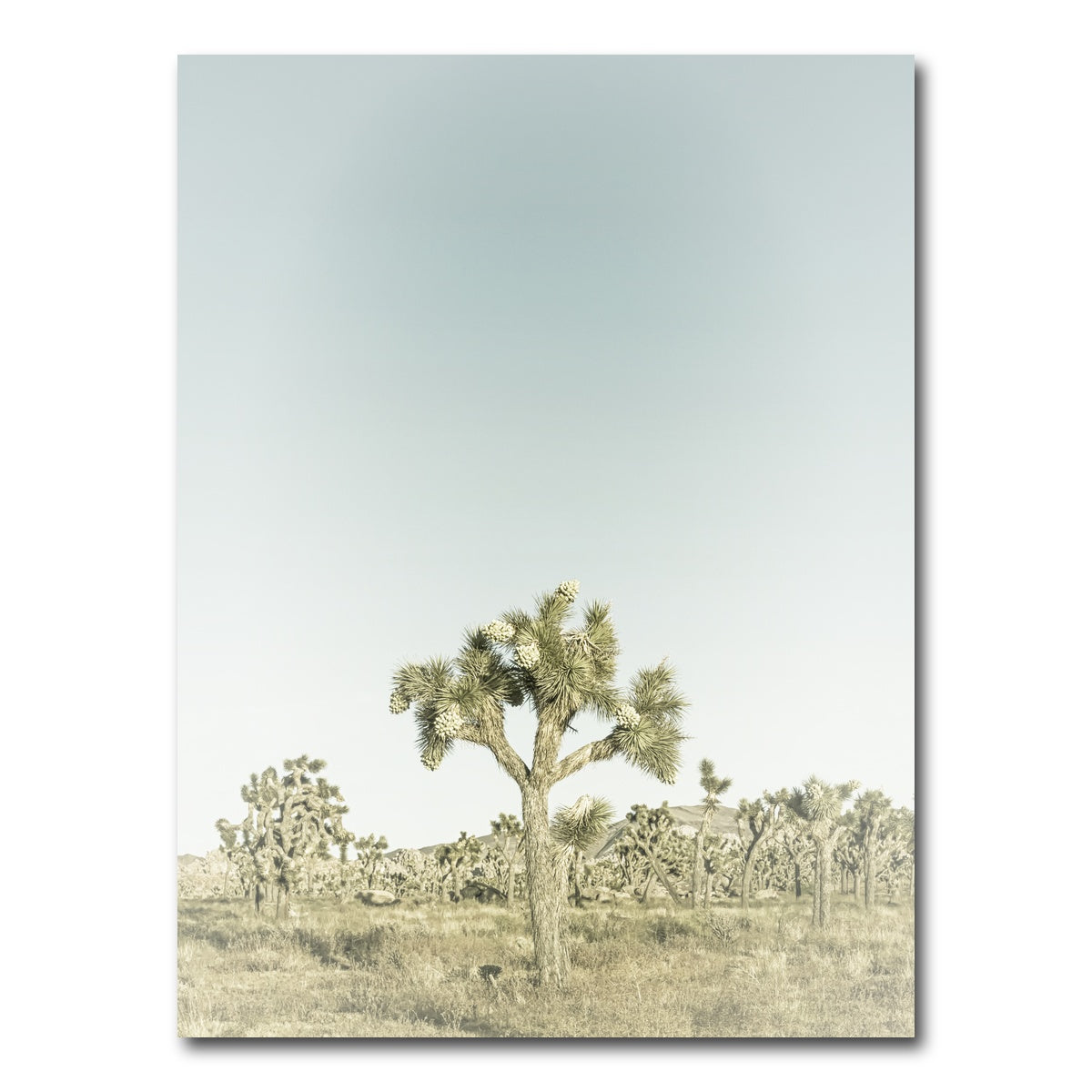 AUTO-MOCKUP WHITE | Joshua Tree National Park Sepia | 1 Piece | Gallery Wrap Canvas | group=3x4