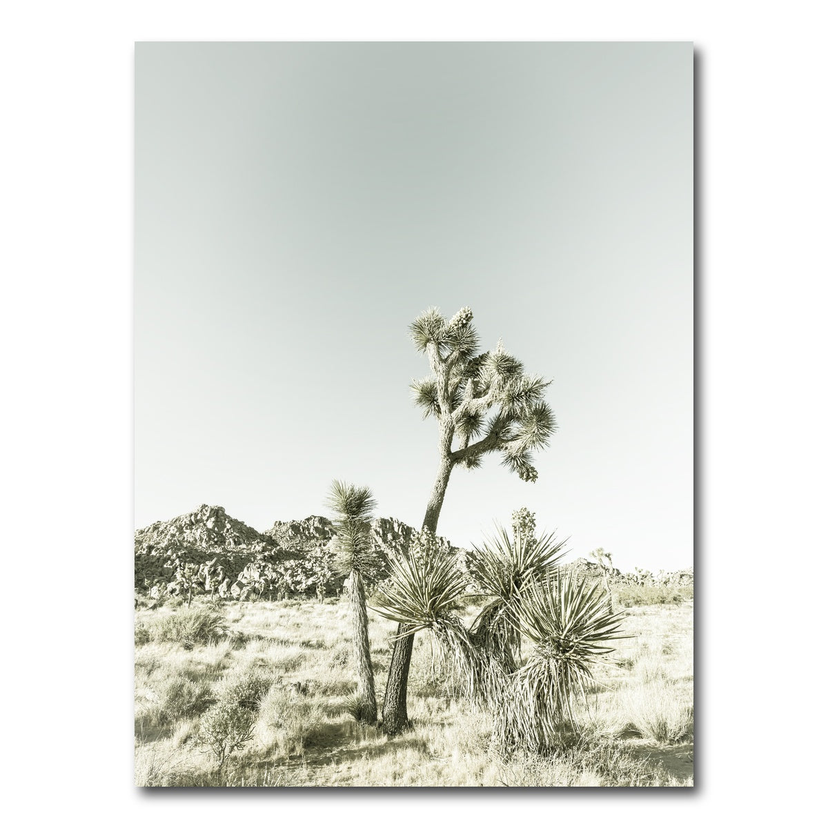 AUTO-MOCKUP WHITE | Joshua Tree National Park Vintage | 1 Piece | Gallery Wrap Canvas | group=3x4