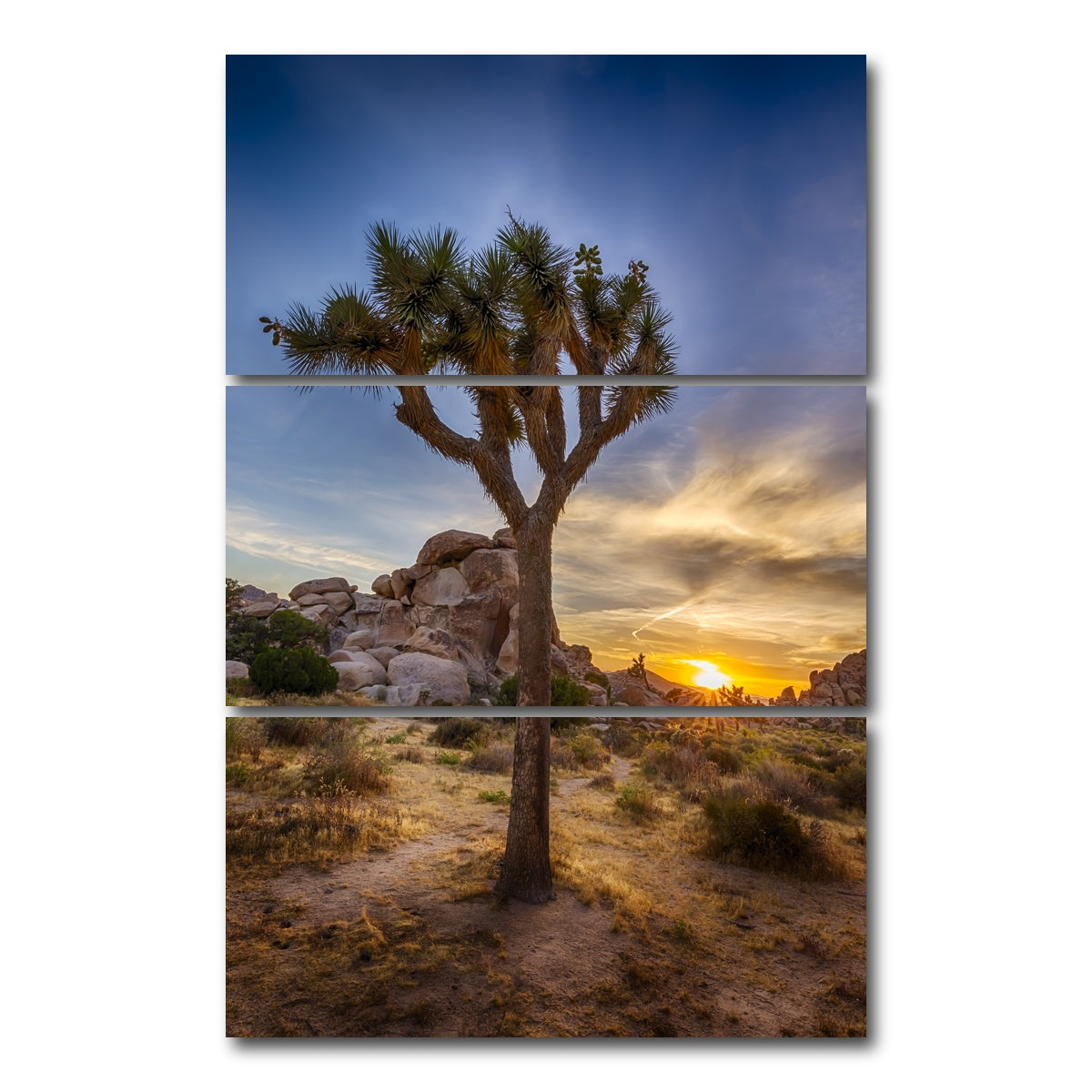 AUTO-MOCKUP WHITE | Joshua Tree National Park | 3 Piece | Gallery Wrap Canvas | group=12x24_stacked