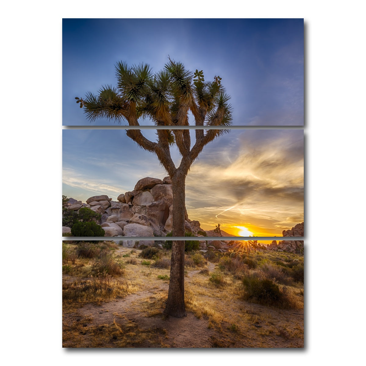 AUTO-MOCKUP WHITE | Joshua Tree National Park | 3 Piece | Gallery Wrap Canvas | group=8x18_stacked