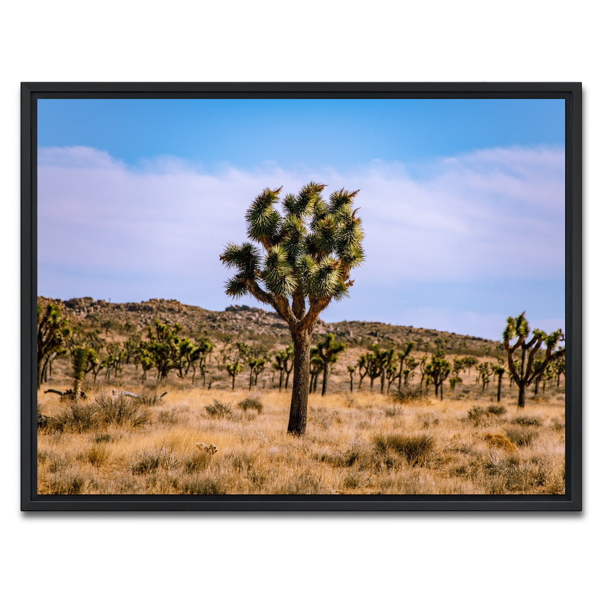 AUTO-MOCKUP WHITE | Joshua Tree | 1 Piece | Black Framed Canvas | group=4x3