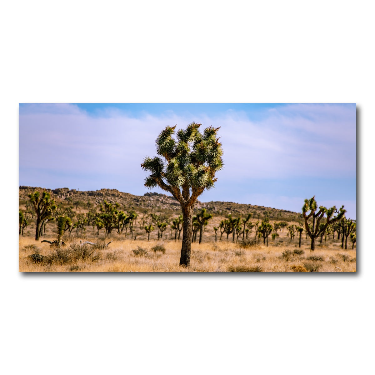 AUTO-MOCKUP WHITE | Joshua Tree | 1 Piece | Gallery Wrap Canvas | group=2x1