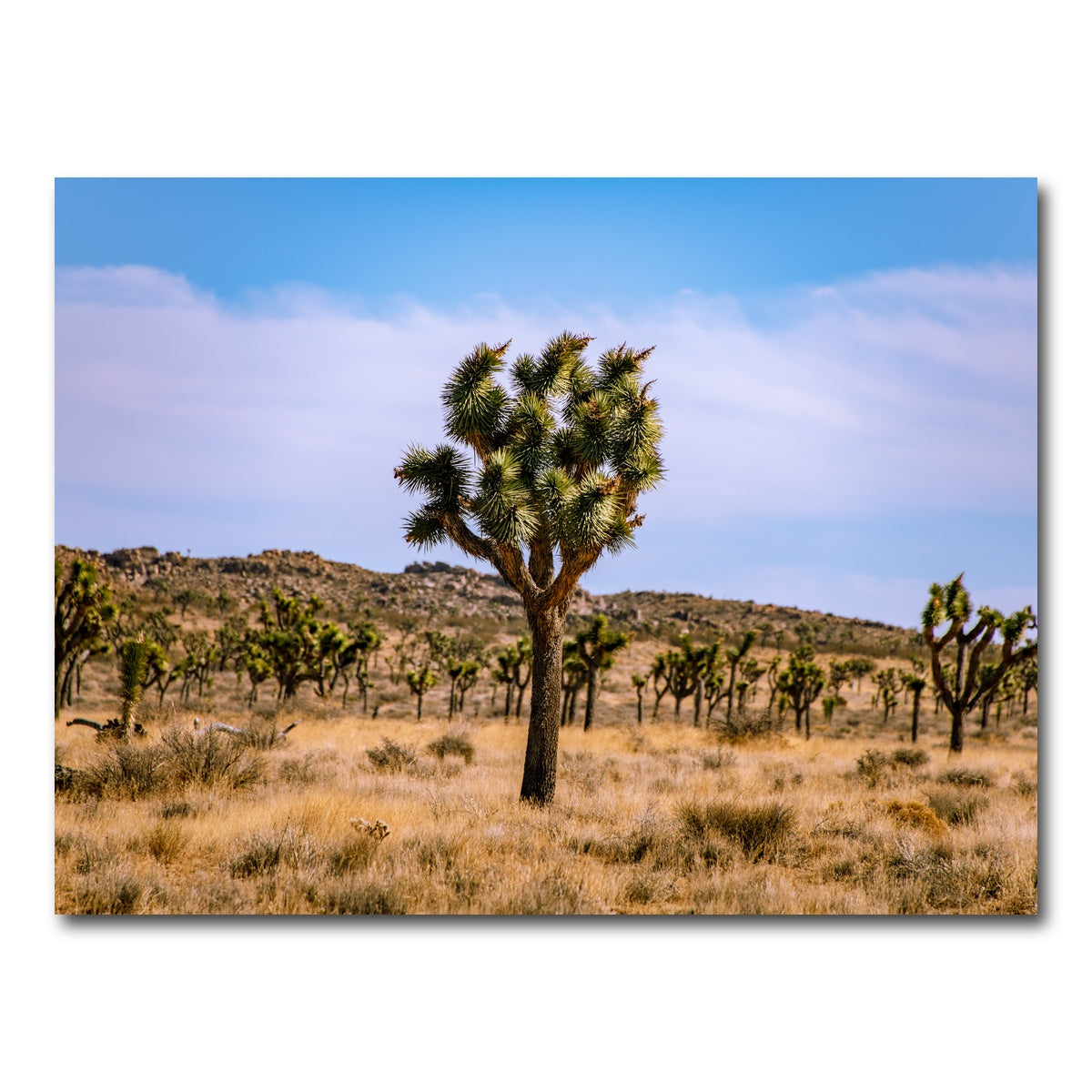 AUTO-MOCKUP WHITE | Joshua Tree | 1 Piece | Gallery Wrap Canvas | group=4x3
