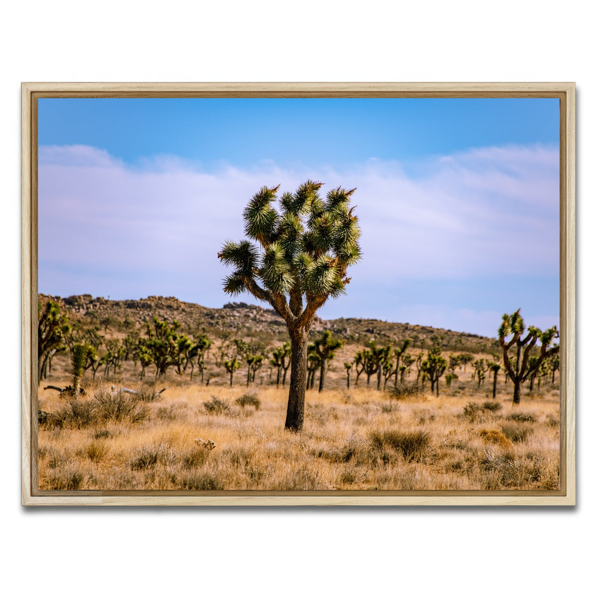 AUTO-MOCKUP WHITE | Joshua Tree | 1 Piece | Natural Framed Canvas | group=4x3
