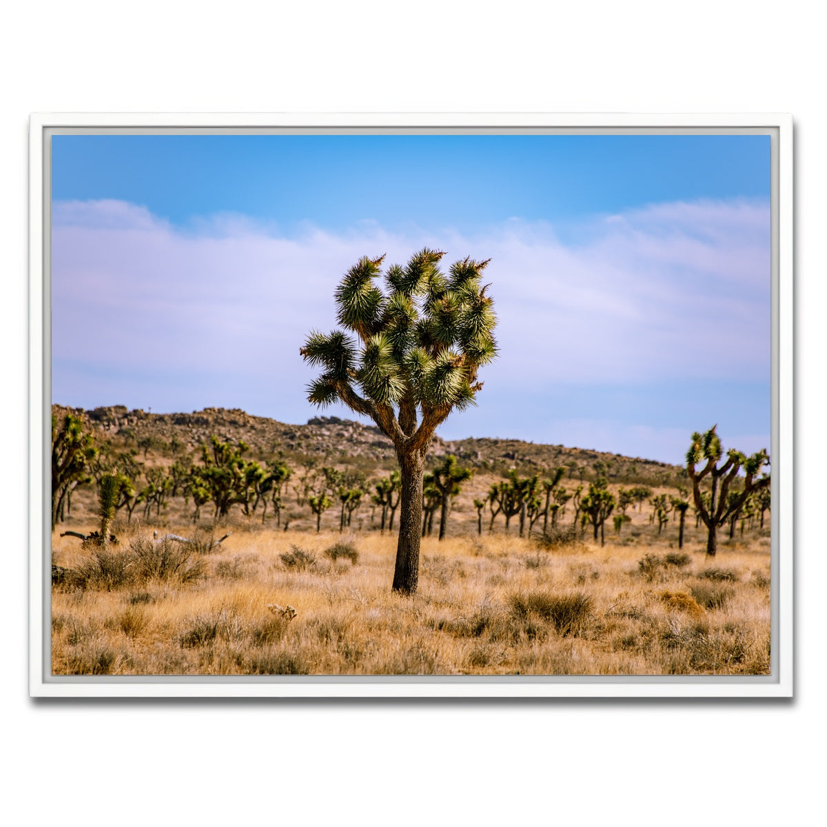 AUTO-MOCKUP WHITE | Joshua Tree | 1 Piece | White Framed Canvas | group=4x3