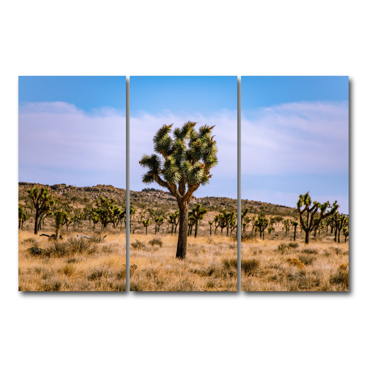 AUTO-MOCKUP WHITE | Joshua Tree | 3 Piece | Gallery Wrap Canvas | group=12x24