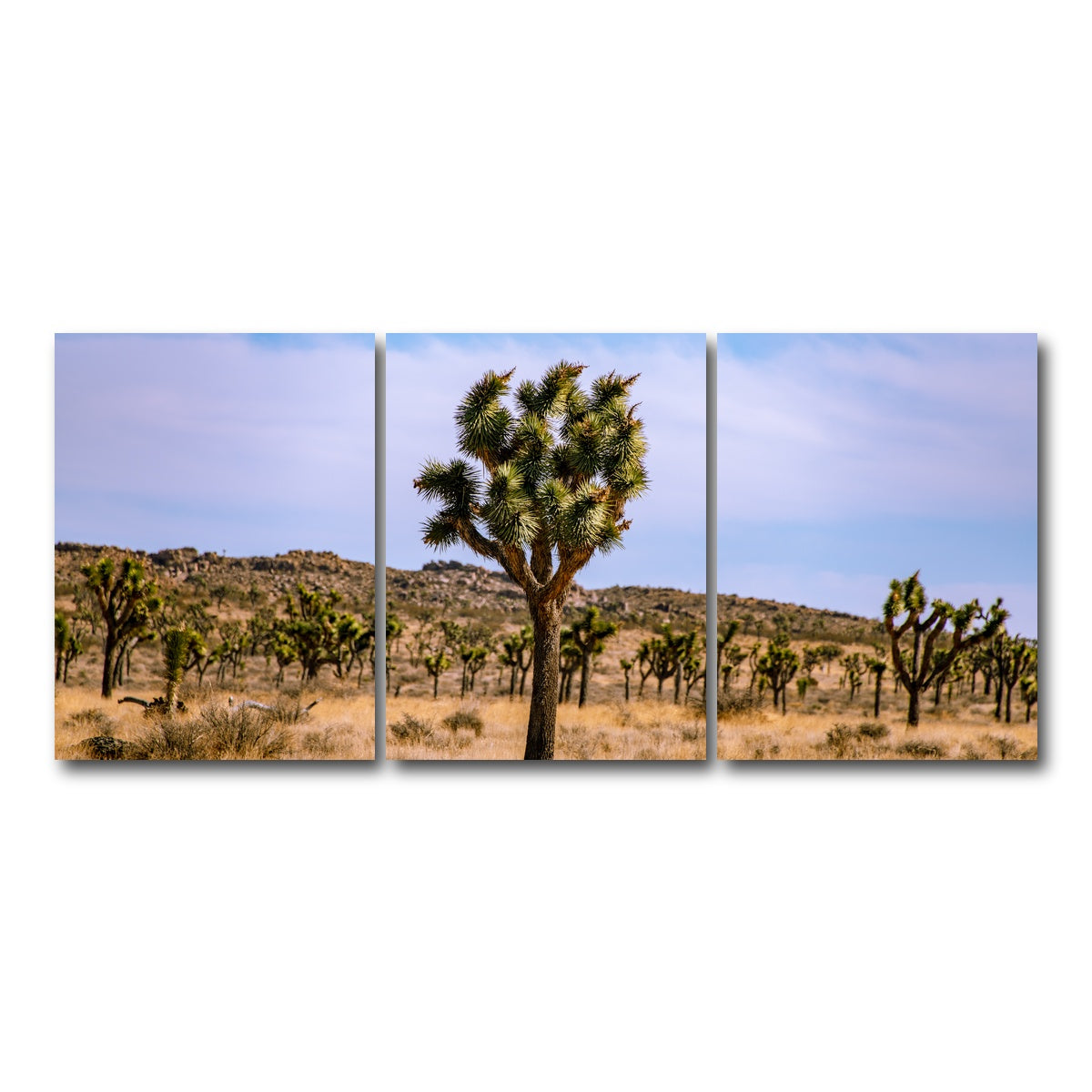 AUTO-MOCKUP WHITE | Joshua Tree | 3 Piece | Gallery Wrap Canvas | group=18x24