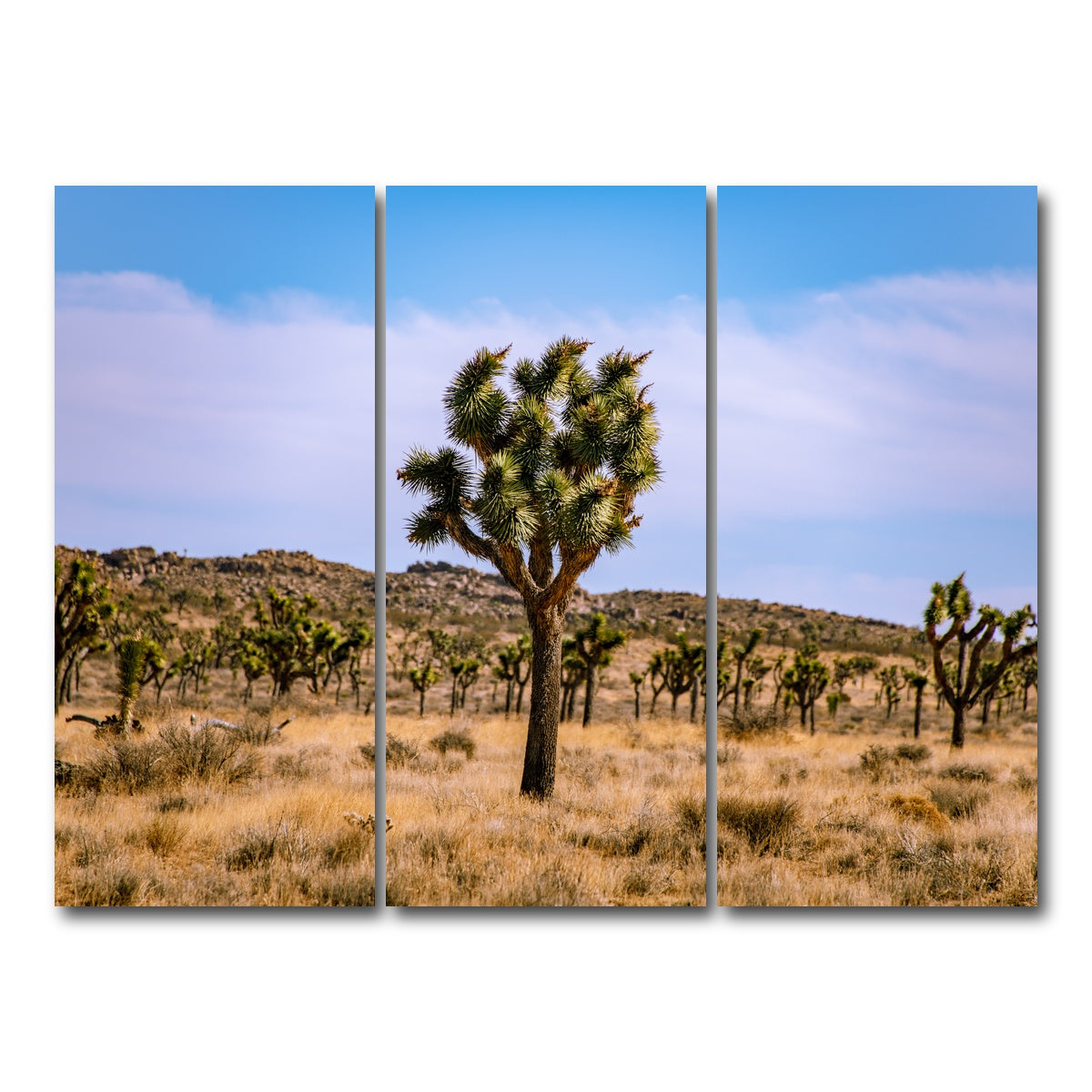 AUTO-MOCKUP WHITE | Joshua Tree | 3 Piece | Gallery Wrap Canvas | group=8x18