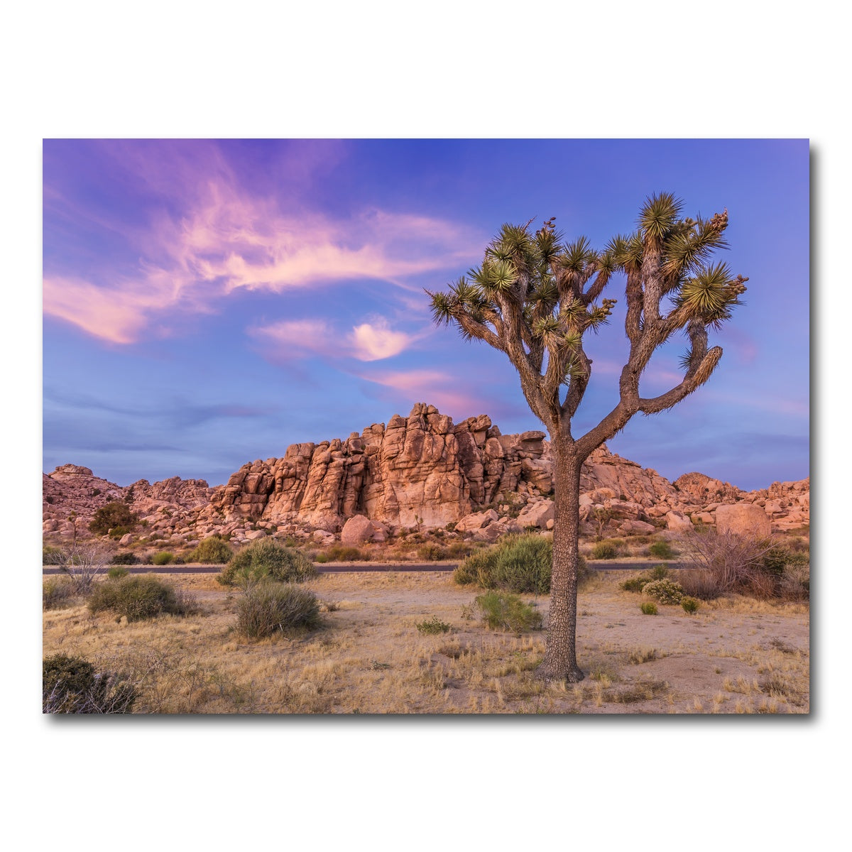 AUTO-MOCKUP WHITE | Joshua Tree in the evening | 1 Piece | Gallery Wrap Canvas | group=4x3