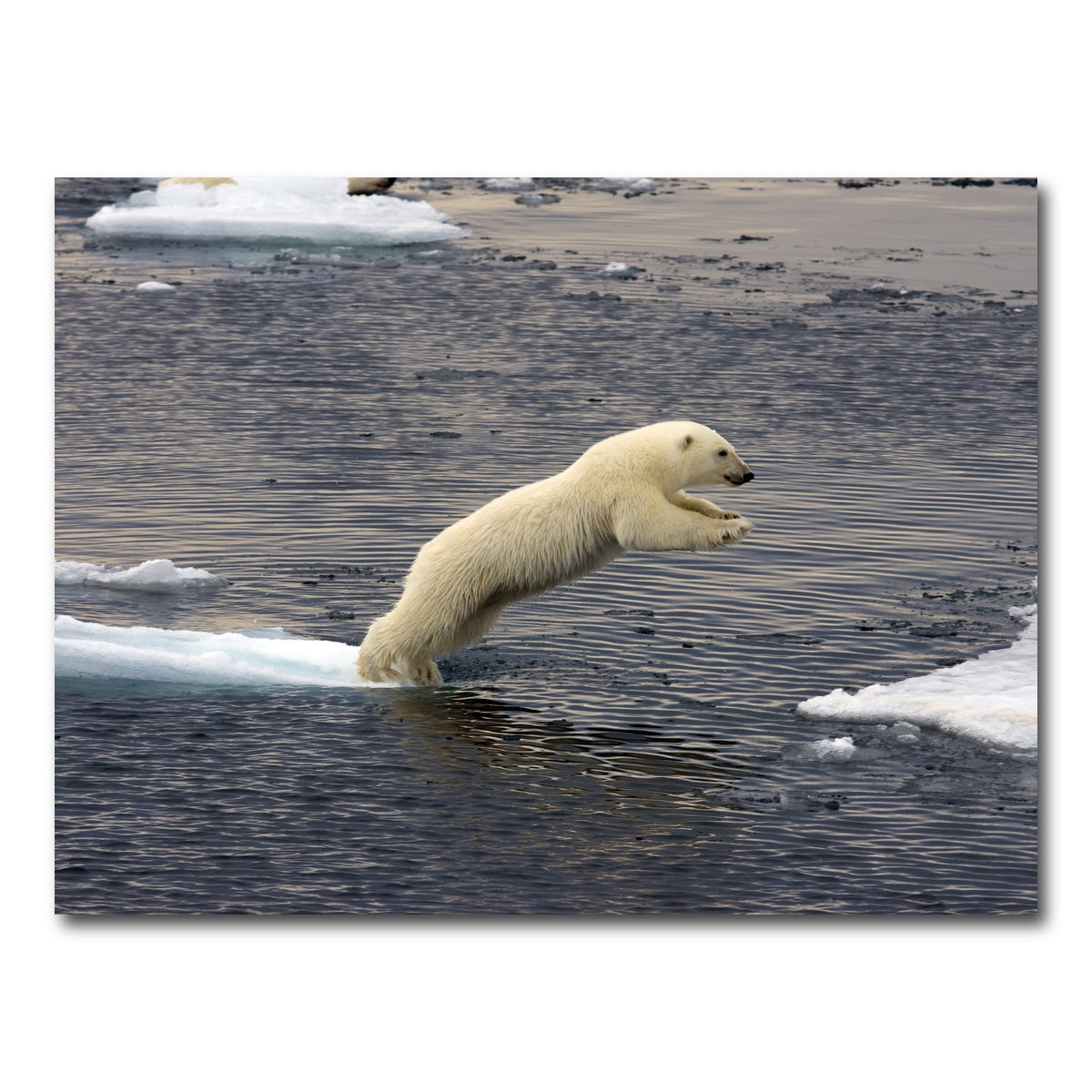 AUTO-MOCKUP WHITE | Jumping Polar bear | 1 Piece | Gallery Wrap Canvas | group=4x3